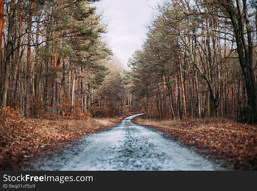 Muddy Road Beside Dry Leaves during Daytime