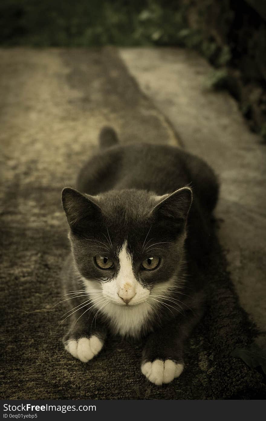 Tuxedo Kitten