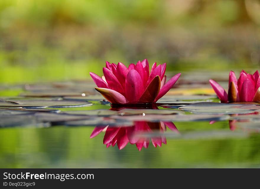 Water Lilies