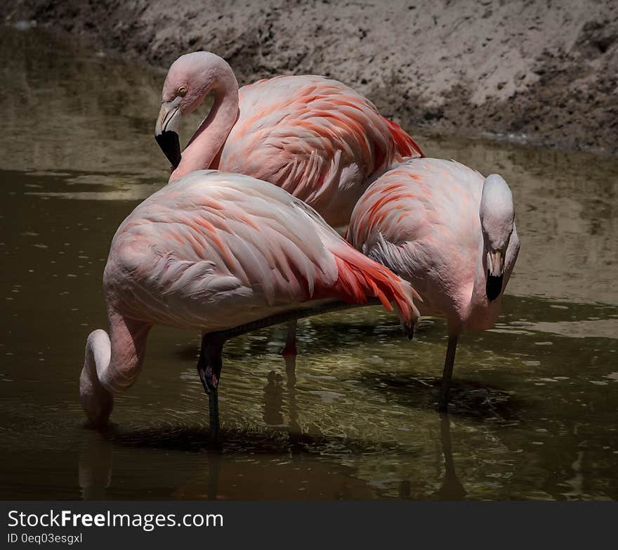 3 Flamingos Surrounded of Water during Daytime