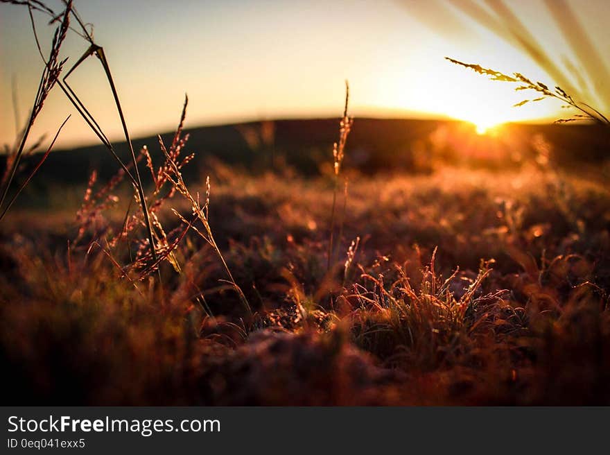 Blades of grass in country field at sunset. Blades of grass in country field at sunset.