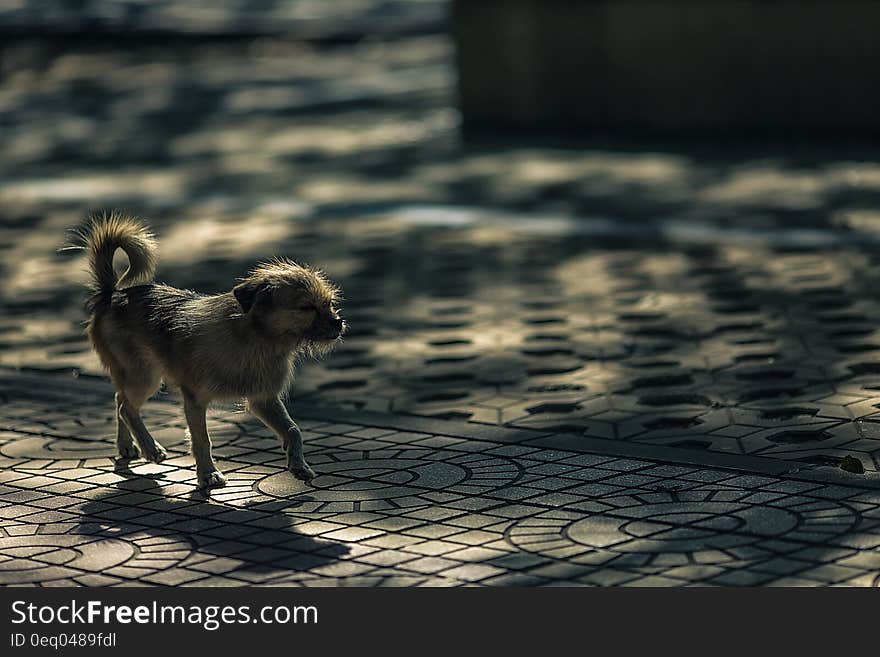 Grey Coat Dog