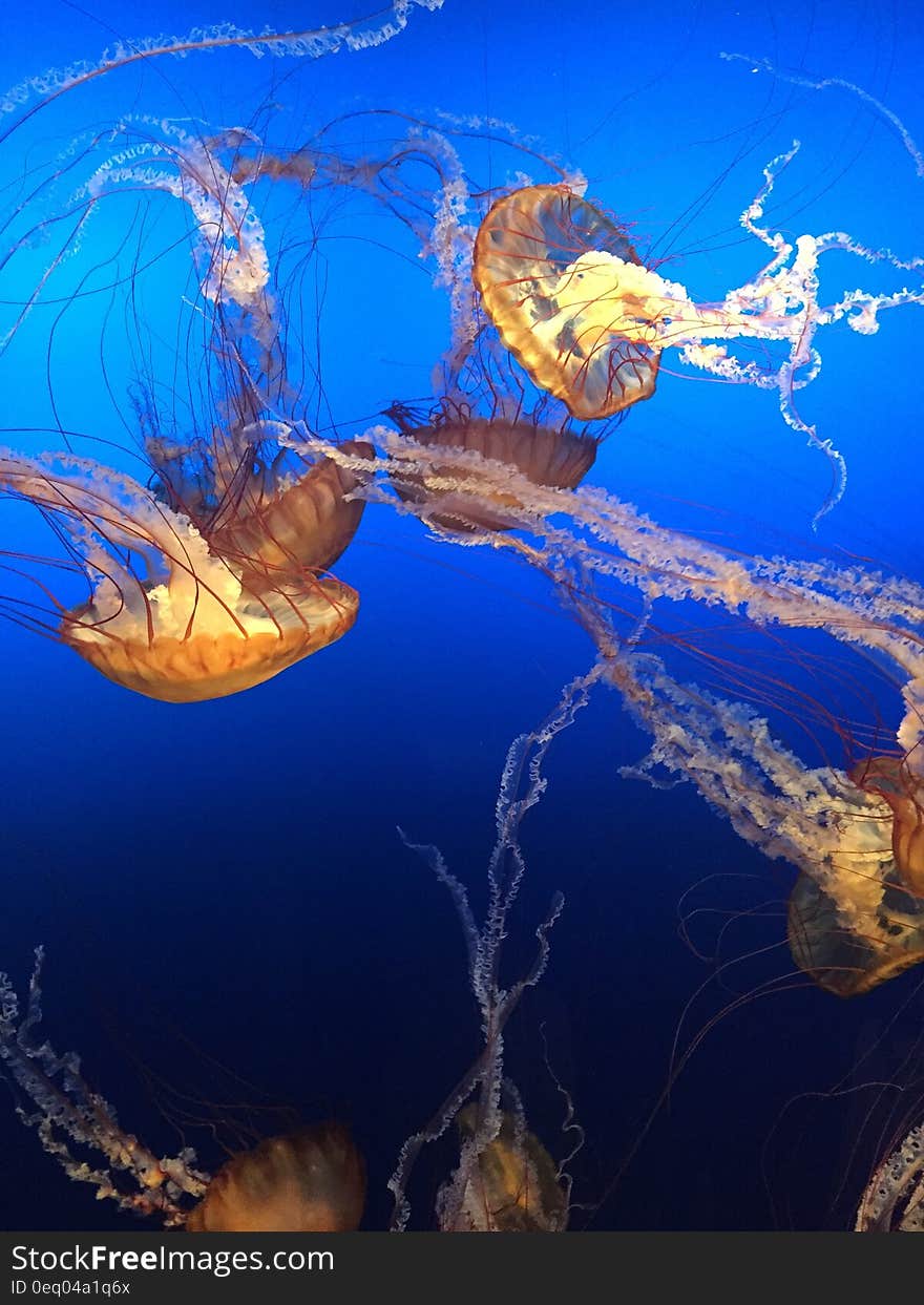 Jelly Fish Underwater