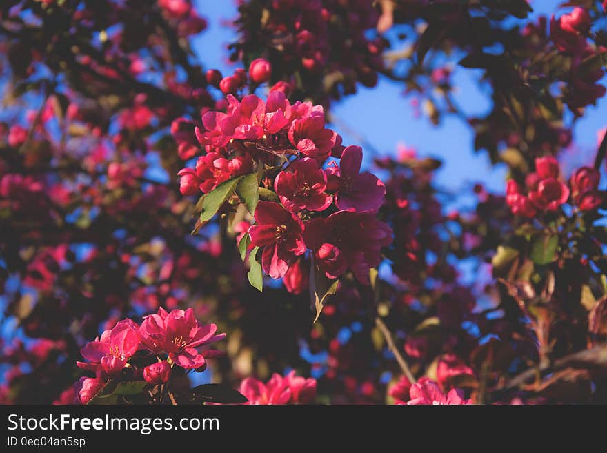 Pink and Green Petal Tree