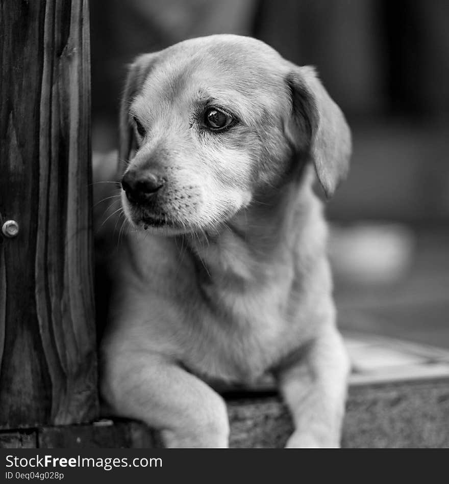 Profile portrait of puppy dog in black and white. Profile portrait of puppy dog in black and white.