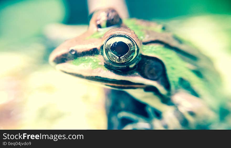 Green and Brown Frog