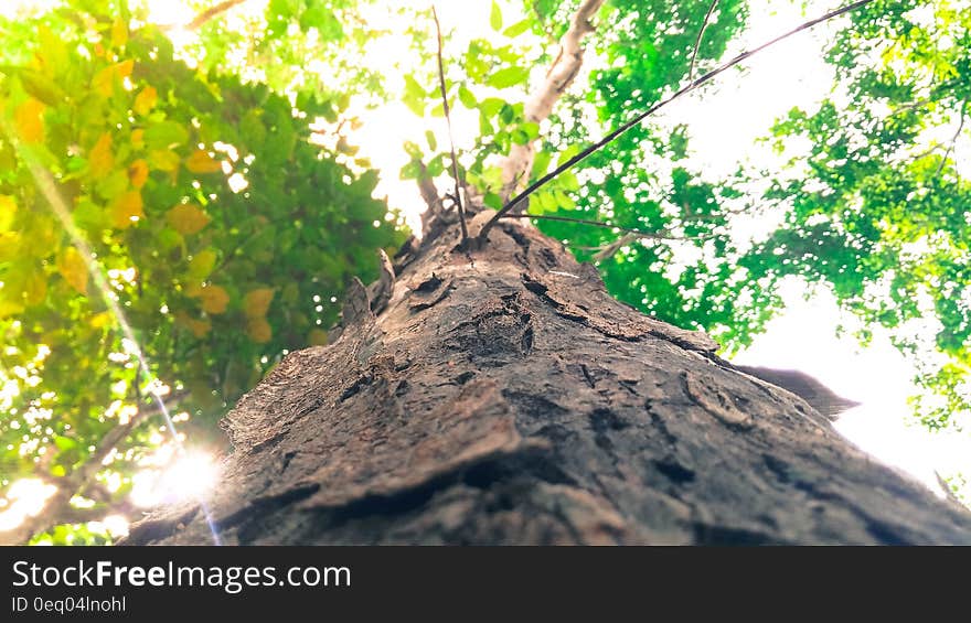 Brown Tree Trunk