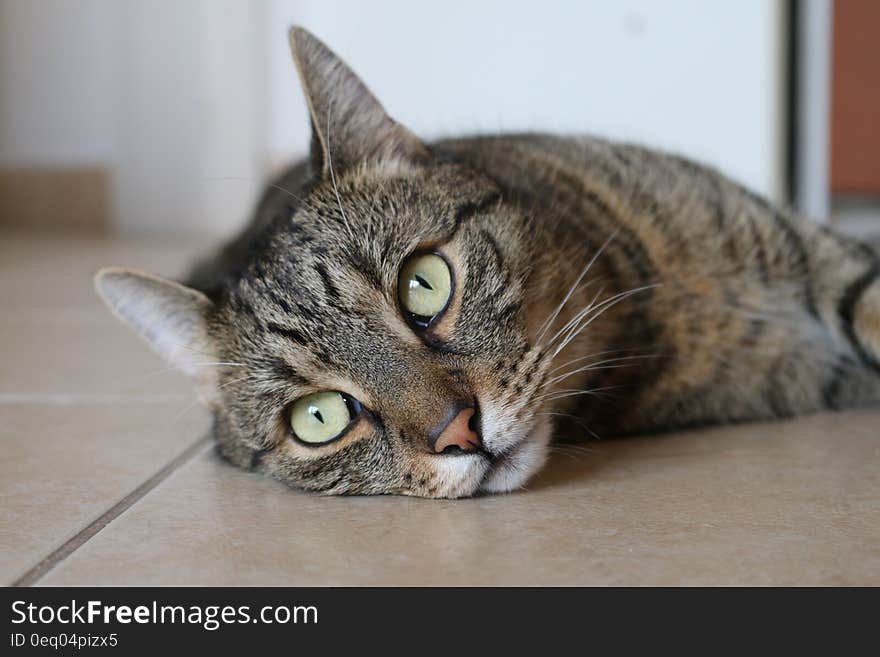 Brown Tabby Cat Lying on Brown Ceramic Tile Flooring