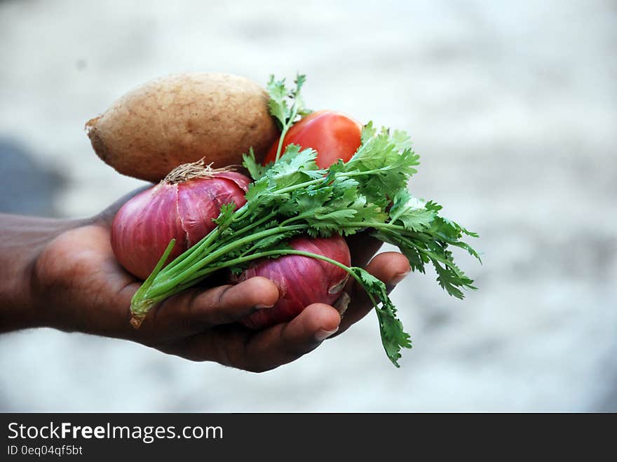 Hand holding fresh vegetables and herbs. Hand holding fresh vegetables and herbs.