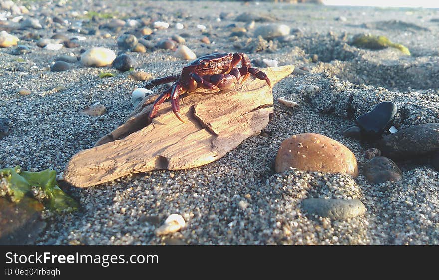 Red Crab on Brown Driftwood on Beach during Daytime