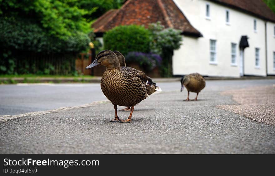 3 Brown Duck on a Grey Concrete Floor