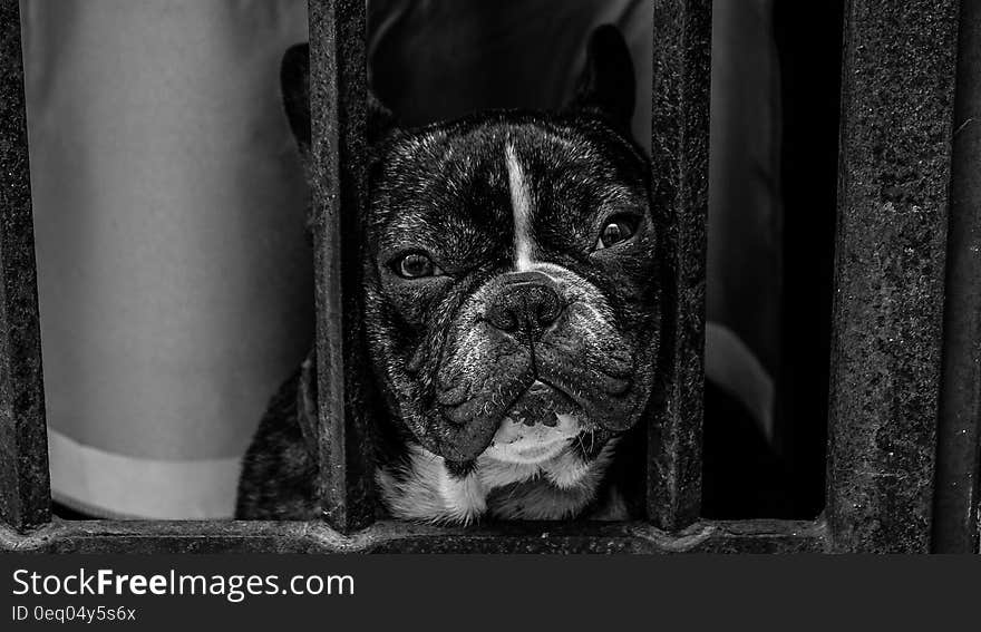 Black and White French Bulldog