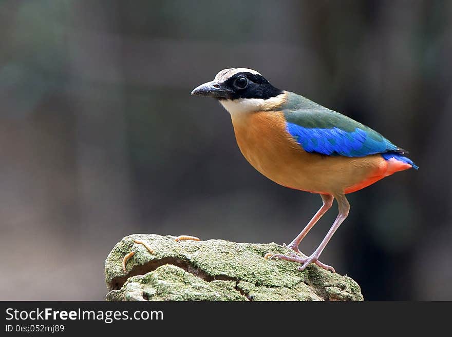 Orange Blue Green and White Bird on Rock