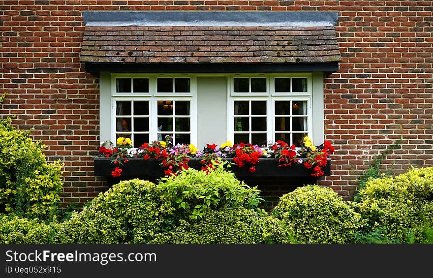 Red Yellow and Purple Flower on Window