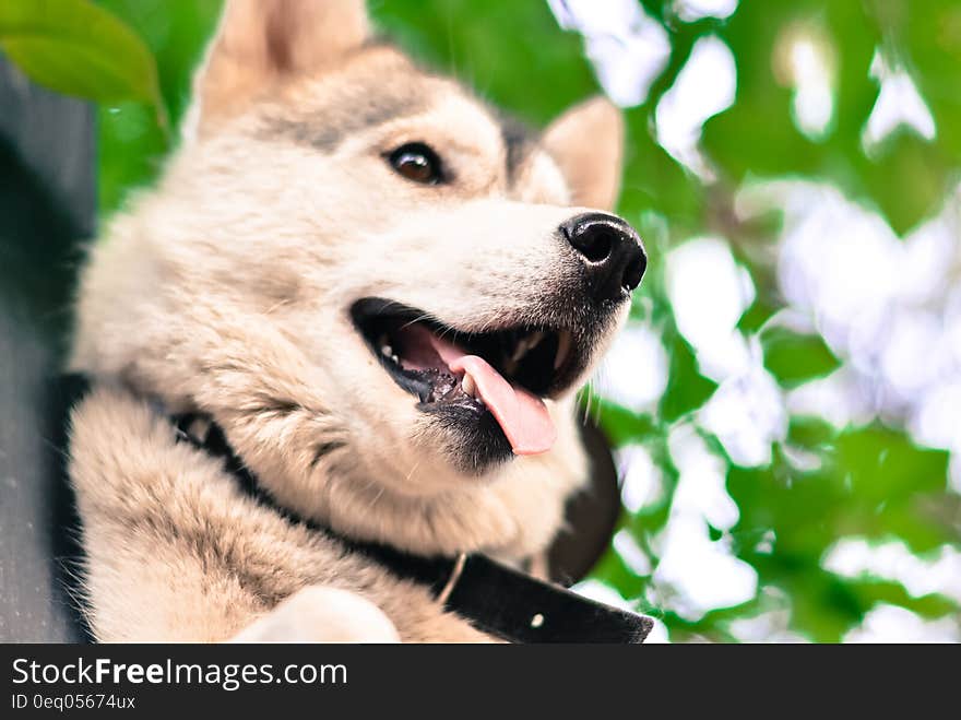 Cream and Black Shiba Inu