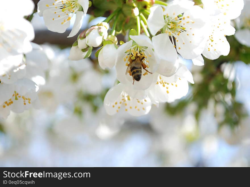 Selective Photo of a Bee in White Petaled Flower during Daytime