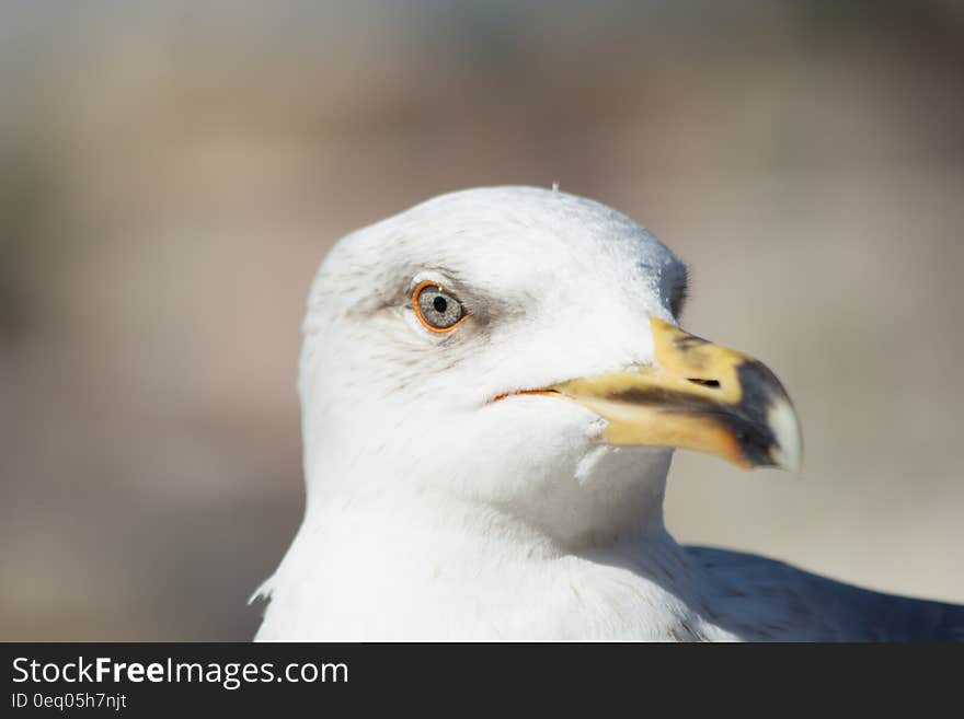 Sea Eagle Close Up Photography