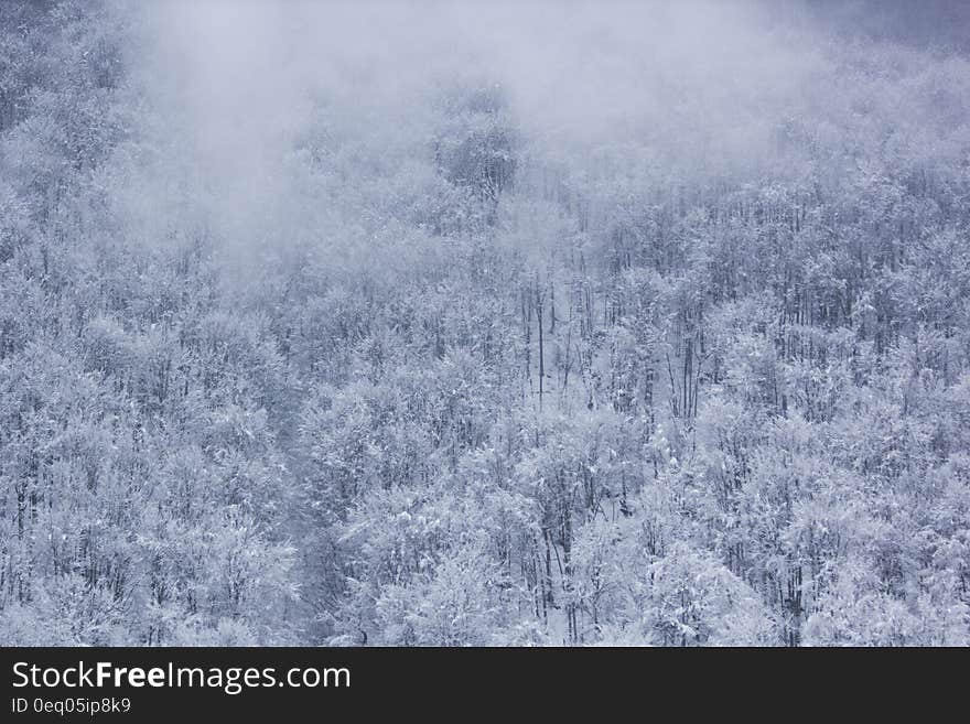 Frozen Trees during Daytime