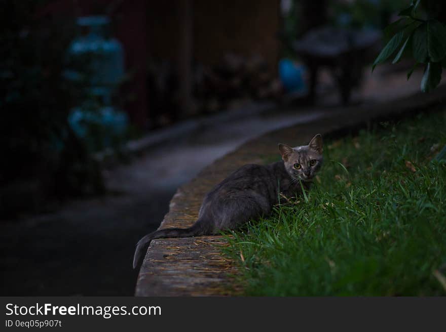 Black Tabby Cat on Green Grass during Night Time