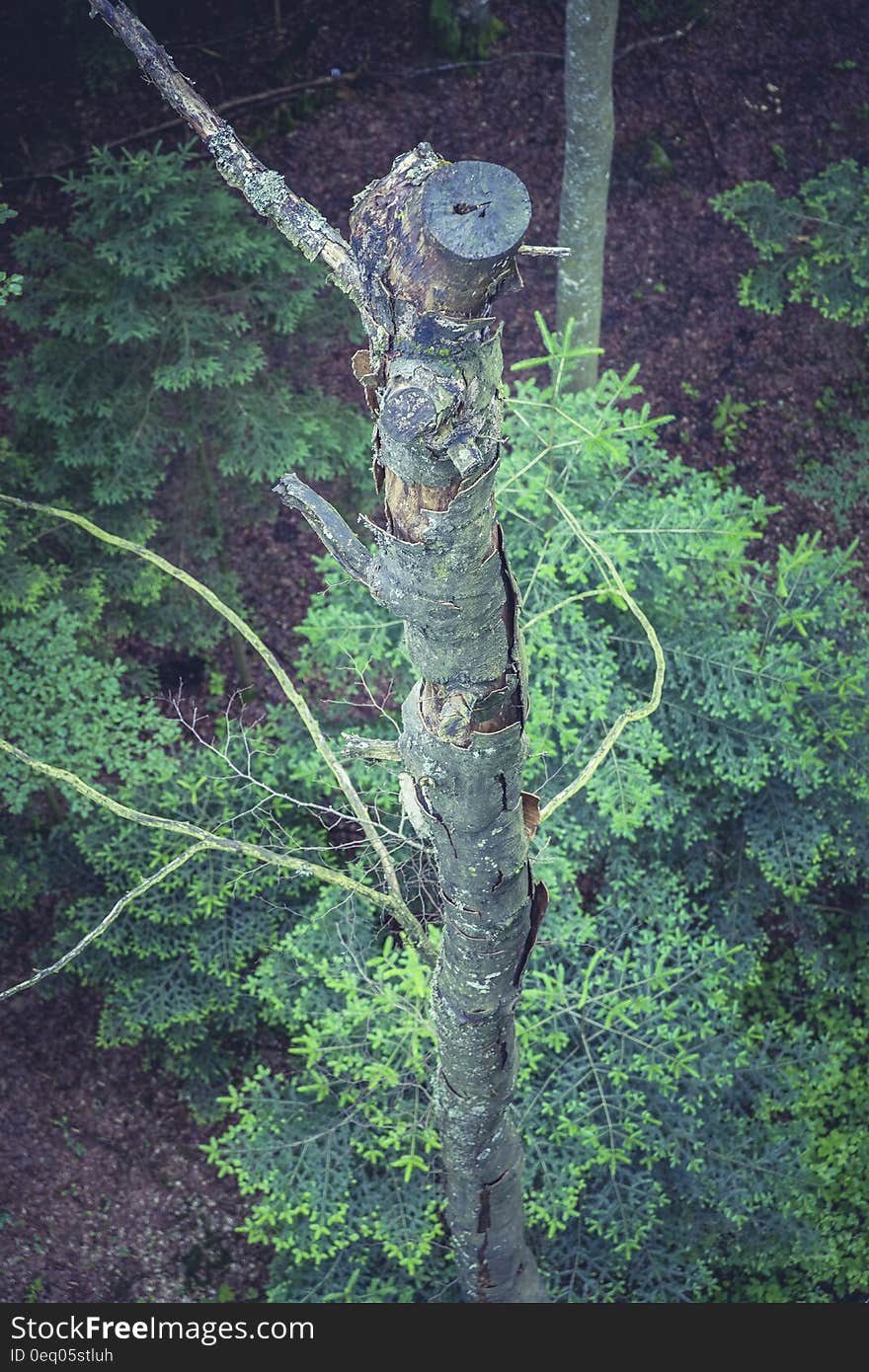 High Angle Photo of Brown Wood Trunk