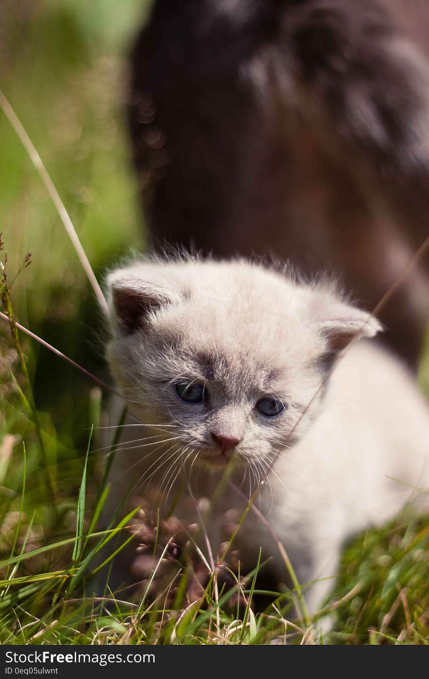 Portrait of young white domestic short haired kitten in sunny garden. Portrait of young white domestic short haired kitten in sunny garden.