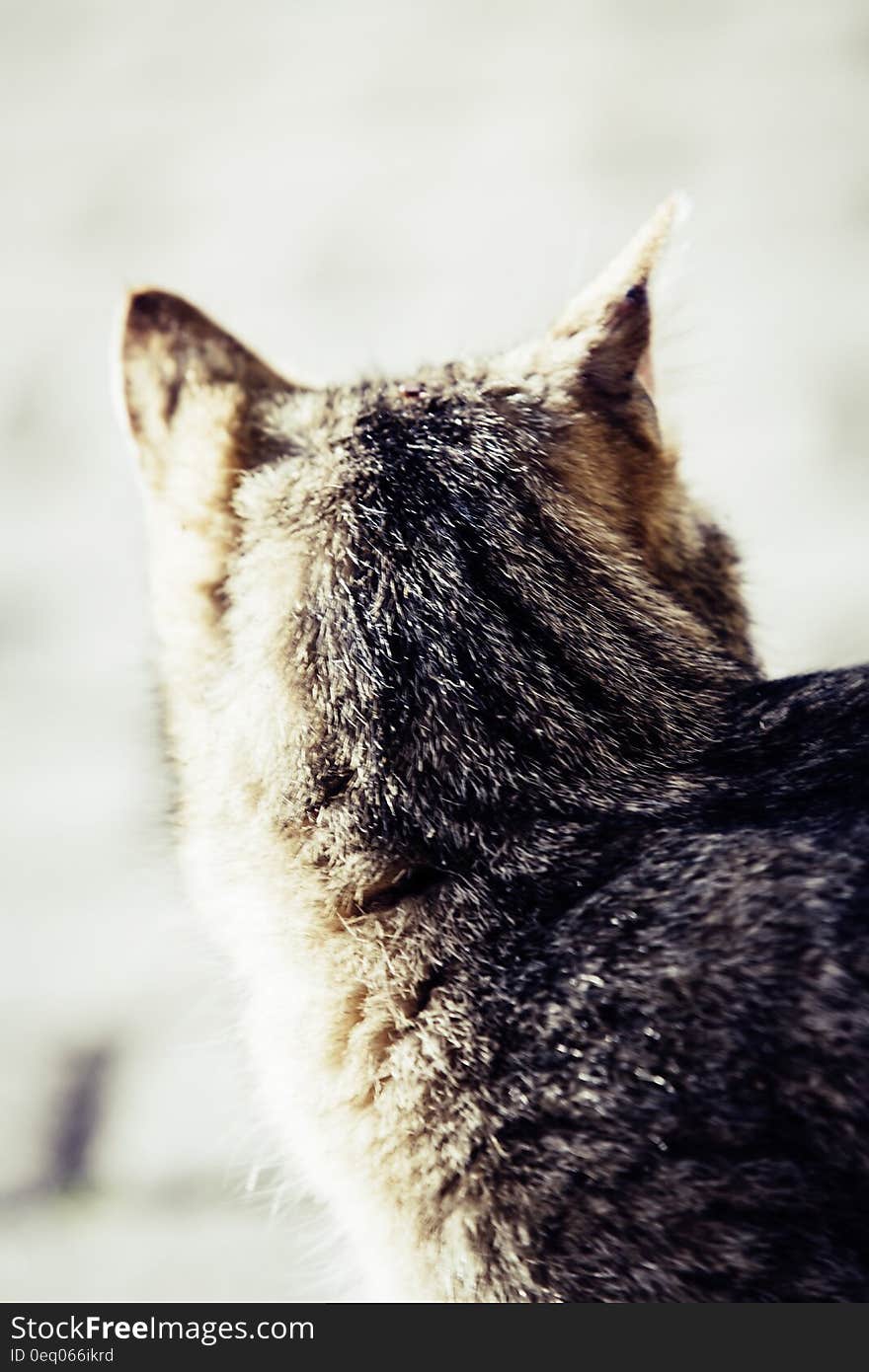 Close Up Photo of Brown and Gray Fur Animal