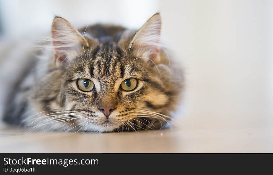 Silver Tabby Cat Lying on Brown Wooden Surface