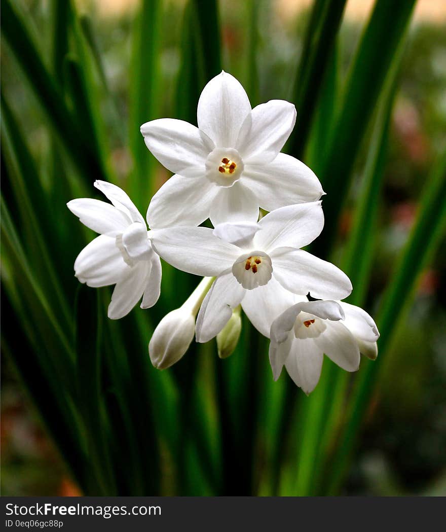 Close up of white flowers on green stems in sunny garden. Close up of white flowers on green stems in sunny garden.