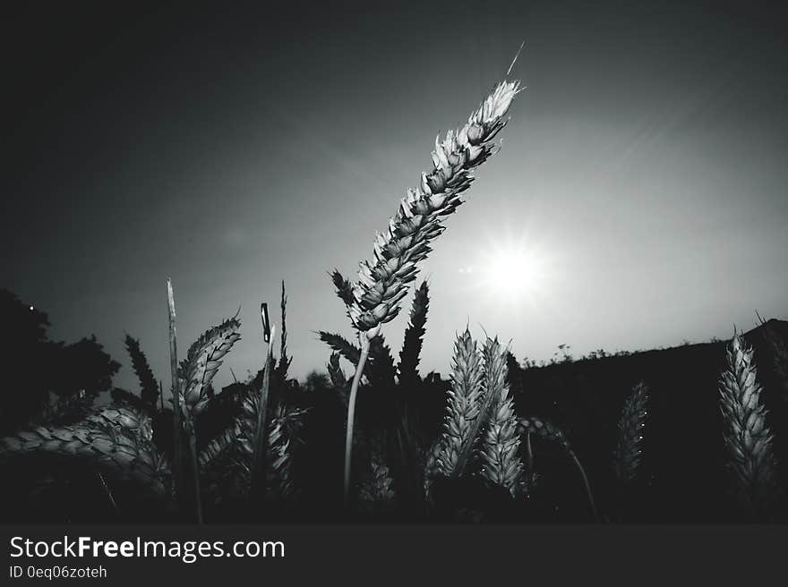 Gray-scale Landscape Photograph of Field of Wheat