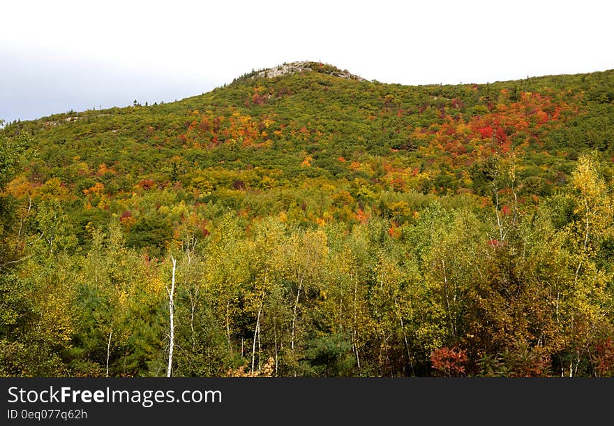 A hill covered in trees many changing color in Autumn from green to yellows, reds and orange, pale gray sky. A hill covered in trees many changing color in Autumn from green to yellows, reds and orange, pale gray sky.