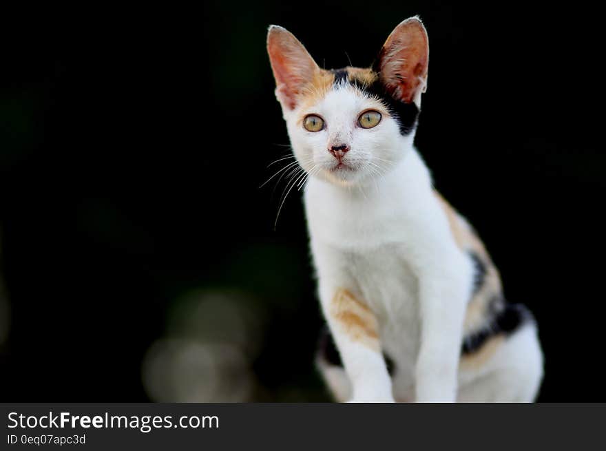 Portrait of intelligent looking cat with white chest and brown ears, dark background. Portrait of intelligent looking cat with white chest and brown ears, dark background.