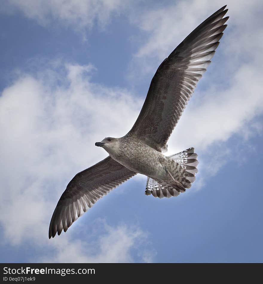 A close up of a seagull flying with widespread wings. A close up of a seagull flying with widespread wings.