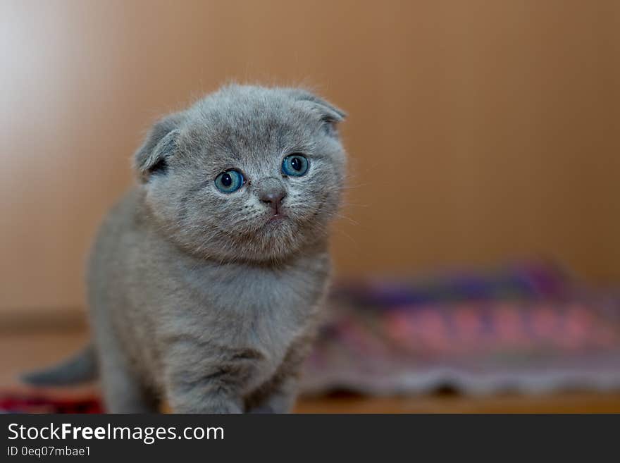 Grey Fur Kitten