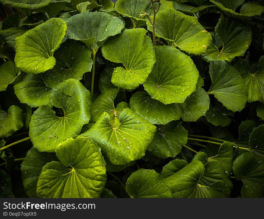 Green Leaf Plant