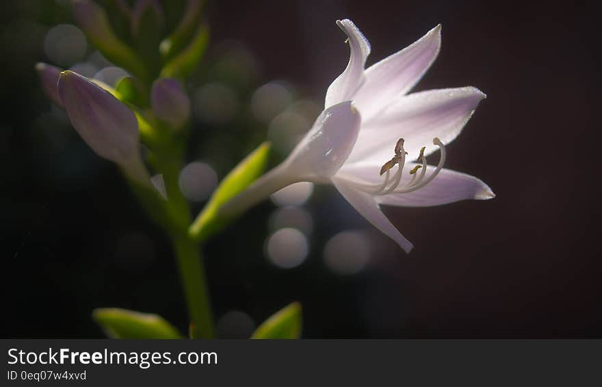 A close up of a pale violet white flower and a few buds in the background.