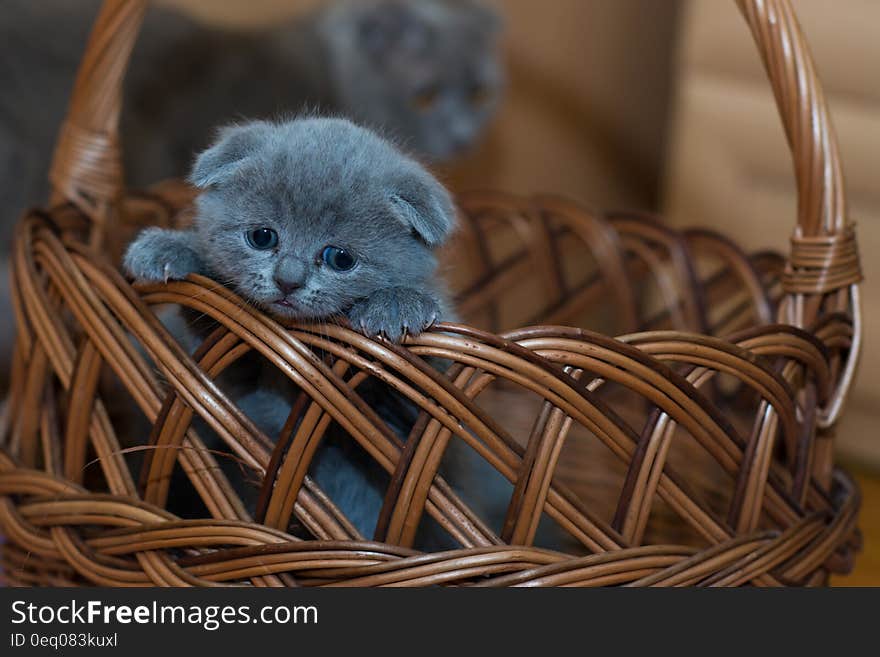 Russian Blue Kitten on Brown Woven Basket