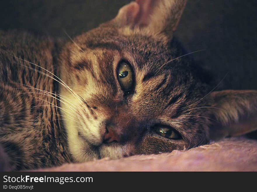 Brown Tabby Cat Laying on Pink Textile