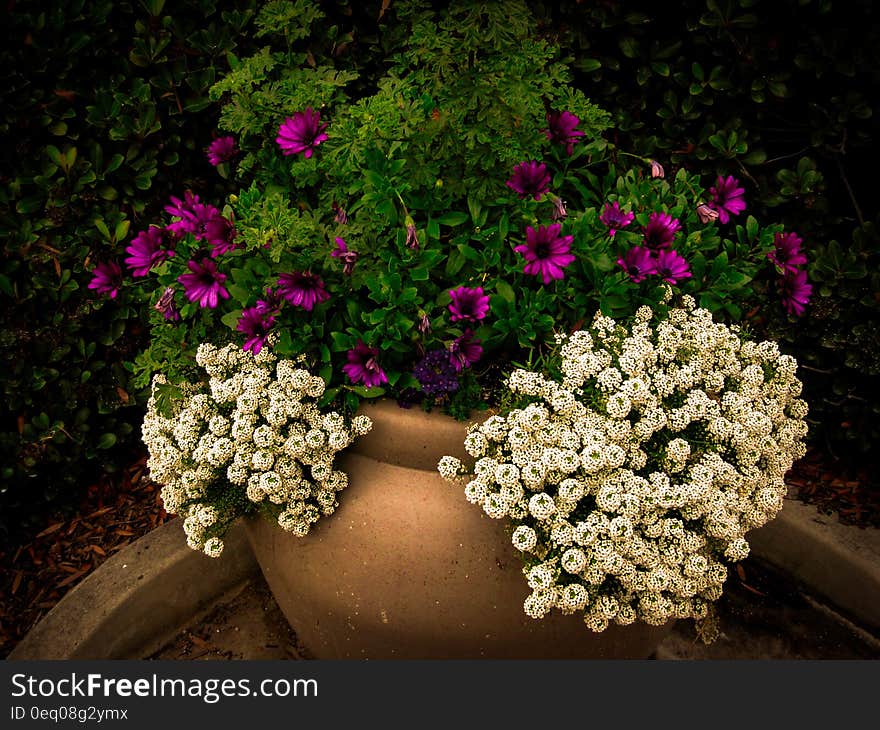 Red and White Petaled Flower on Brown Clay Pot