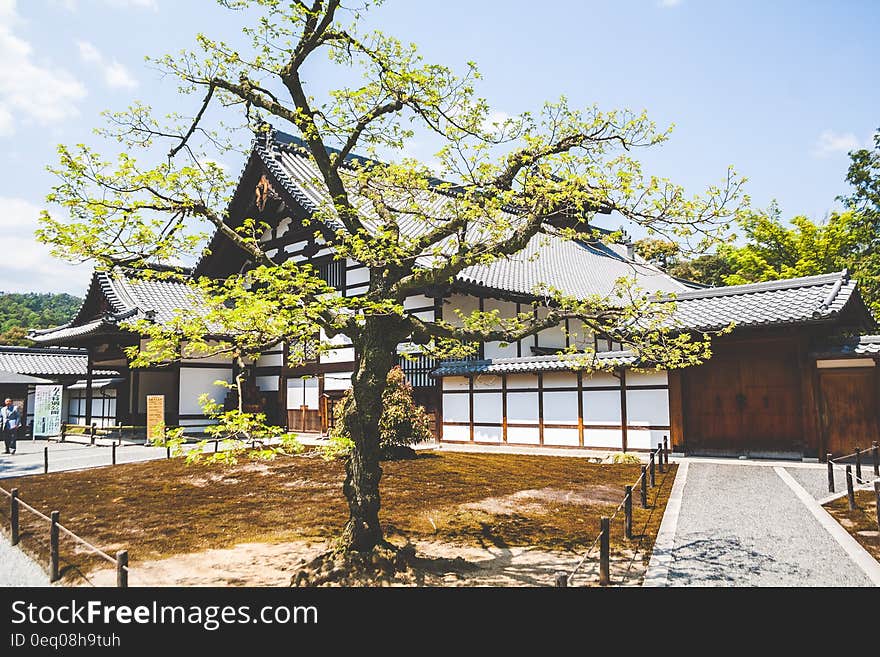 Green Leaf Tree Near White and Brown Shack