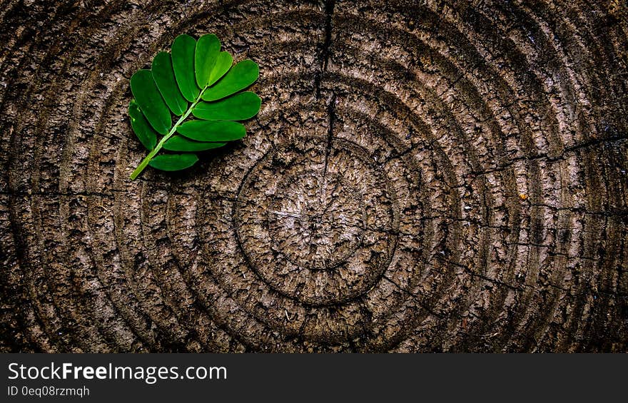 Green Leaf Plant on Brown Wooden Stump