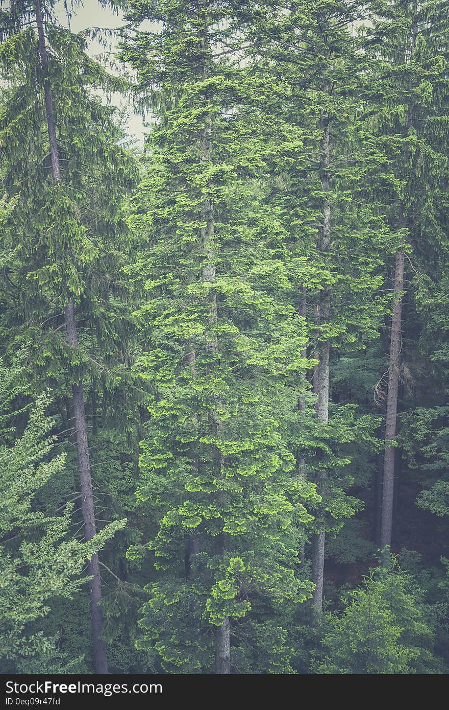 Aerial View of Tall Trees in the Woods