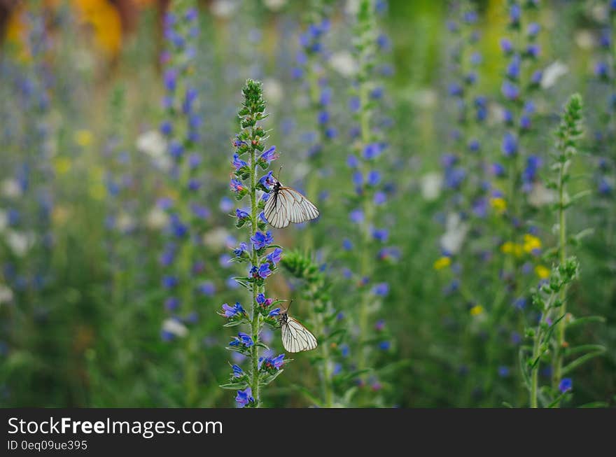 White Butterflies on Purple Flowers