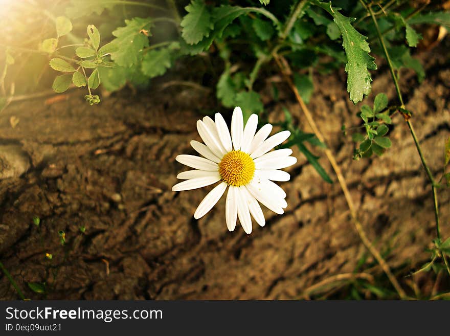 White Yellow Daisy Flower