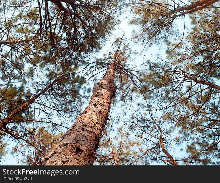 Brown Tall Trees Under Sunny Sky