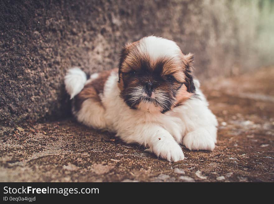 White and Brown Short Coated Puppy