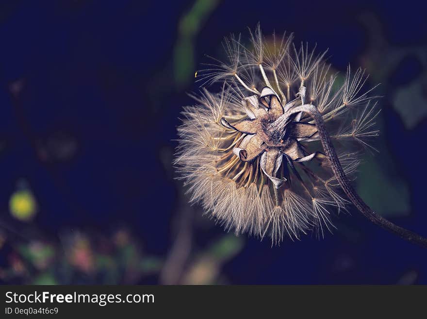 Bended White Petaled Flower