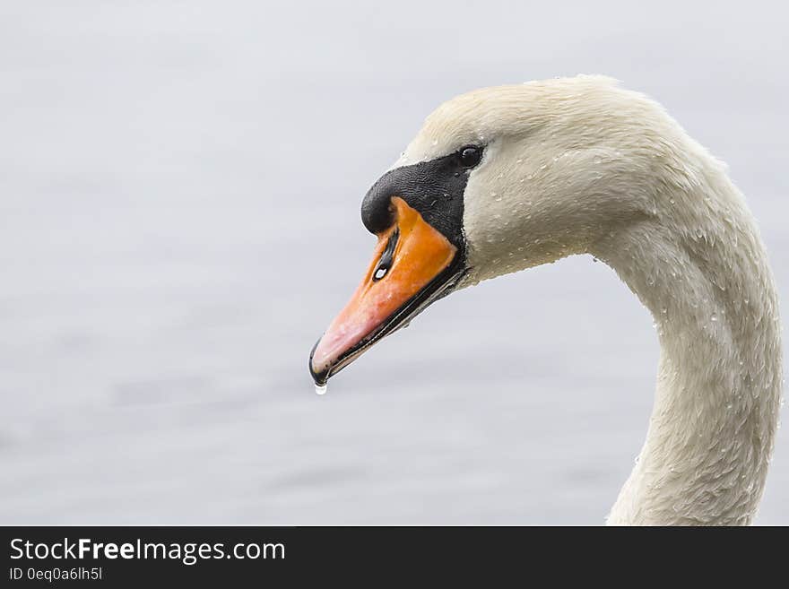 White Swan Drenched in Water