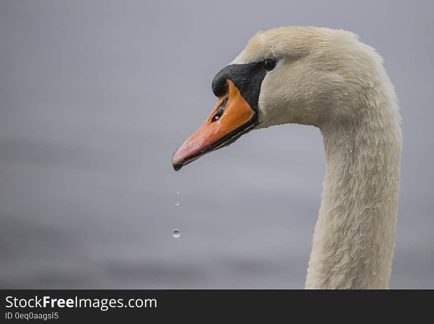 Beige Goose