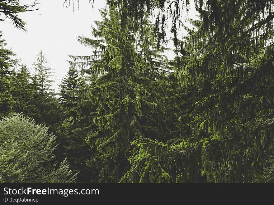 Green Leaved Trees during Daytime