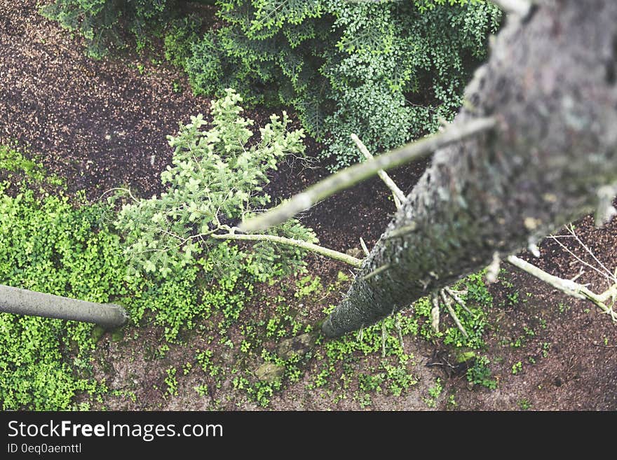 Green Leaf Trees and Gray Tree Trunk